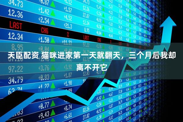 天臣配资 猫咪进家第一天就翻天，三个月后我却离不开它