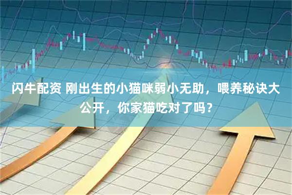 闪牛配资 刚出生的小猫咪弱小无助，喂养秘诀大公开，你家猫吃对了吗？