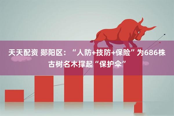 天天配资 郧阳区：“人防+技防+保险”为686株古树名木撑起“保护伞”