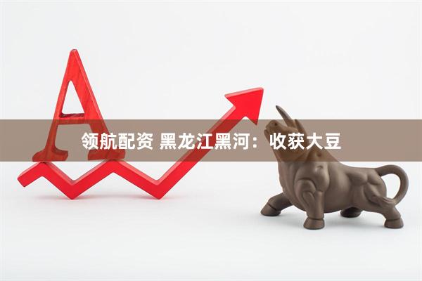 领航配资 黑龙江黑河：收获大豆